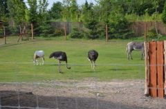 Losowe zdjęcie pochodzące z galerii wydarzenia: Warsztaty wyjazdowe dla dzieci - Termy Uniejów, ZOO Borysew