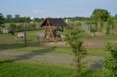 Losowe zdjęcie pochodzące z galerii wydarzenia: Warsztaty wyjazdowe dla dzieci - Termy Uniejów, ZOO Borysew