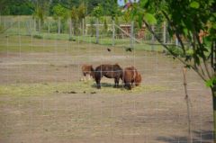 Losowe zdjęcie pochodzące z galerii wydarzenia: Warsztaty wyjazdowe dla dzieci - Termy Uniejów, ZOO Borysew