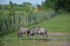 Losowe zdjęcie pochodzące z galerii wydarzenia: Warsztaty wyjazdowe dla dzieci - Termy Uniejów, ZOO Borysew