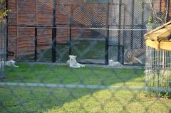 Losowe zdjęcie pochodzące z galerii wydarzenia: Warsztaty wyjazdowe dla dzieci - Termy Uniejów, ZOO Borysew