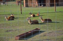 Losowe zdjęcie pochodzące z galerii wydarzenia: Warsztaty wyjazdowe dla dzieci - Termy Uniejów, ZOO Borysew