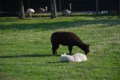 Losowe zdjęcie pochodzące z galerii wydarzenia: Warsztaty wyjazdowe dla dzieci - Termy Uniejów, ZOO Borysew